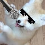 Fennec Forecast