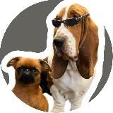 Chudiki_dogs