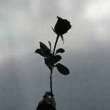 𝗕𝗹𝗮𝗰𝗸 𝗿𝗼𝘀𝗲 🖤🥀