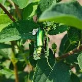 Защита растений plant protection🐛🐞🪴🔬