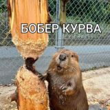 Бобровые схватки