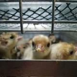 Воскресенский инкубаторий, инкубационное яйцо и вся сх птица !Опт и розница, отправки в регионы! На связи +79252325055