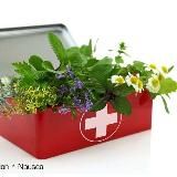 Herbs and Healing