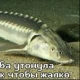 Блин, рыба померла🌞