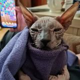 Донской Сфинкс Бастет 🐈⬛