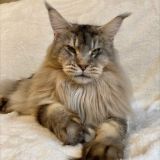 Kittens Maine Coon Russia| Котята мейнкун Россия