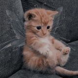 Кошачий домикс 🥰