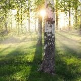Драгон | Искусство тишины