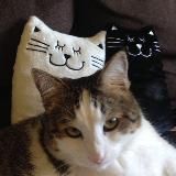 Котобаза