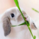 Just bunnies
