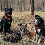 "Четвероногая команда"🐶🐾