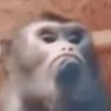 Опросы Пон 🐵