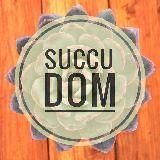 Суккуленты SuccuDOM