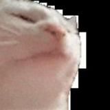 Кошан akstolfo
