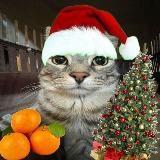 Грустные коты на каждый день