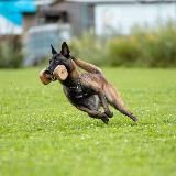 CIVOS 🐾🐾 Дрессировка собак
