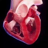 ЭКГ/ХОЛТЕР/ВЭМ/ЭХОКГ – ECG /HOLTER /CPET(EET) /ECHO(TTE)