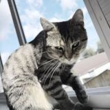 Коточка
