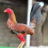 Gallos Rolando Colina