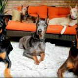 Добермаши💖🐕🐕🐺