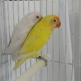 UZBek_Birds