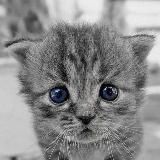 Котики