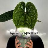 KALINA plants | РАСТЕНИЯ