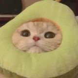 котята головного мозга