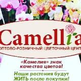КАМЕЛИЯ - растения в горшках!