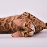 Бенгальские котята и бенгалы питомник IDEL