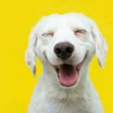Funny Animals Videos ~ Cute Humour Gifs