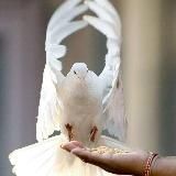 🕊 ЭФИР 🕊