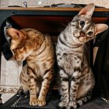 Фотошкола Булавиной_Chat