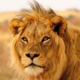 🐆 حیات وحش جهان 🐅