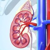 Kidney Disease Treatment 00Kidney