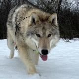 🐺