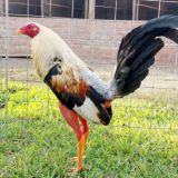 Gallos toñito