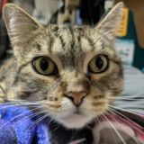 Pictures of my cat