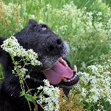 🌿✨Жизнь с дворнягой ✨🌿