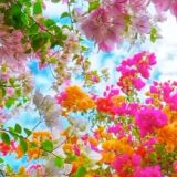 🌹Яхши куй ва қўшиқлар гурухи🎧