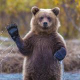 Азарт по Медвежье CASINO
