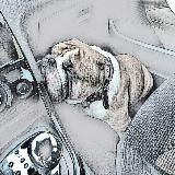 Bulldog Sam