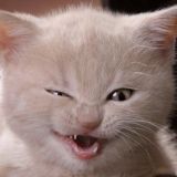 Смешные котики | Юмор | Кошки