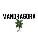 Mandragora | Свечи. Масла. Травы. Практика