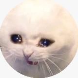 sad cat