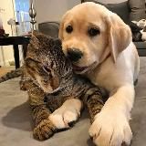 КотоПёс&Co