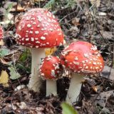 Клуб приглашает на прогулки по Лосиному острову с опытным проводником!! 22 июня Звонить +79859473657