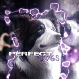 🔮Perfect dogs🫶