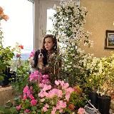 Bougainvillea_elena_
