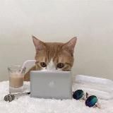 инглиш и котики